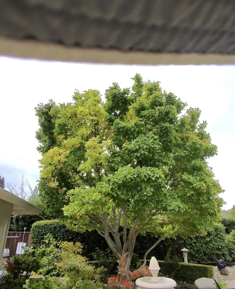 Expert landscape design in Pittsburg, CA - Prime Roots Landscape