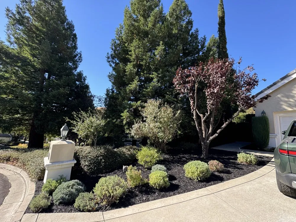 Professional yard maintenance near you in Pittsburg, CA by Prime Roots Landscape