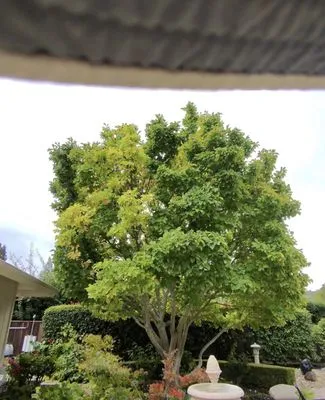 Prime Roots Landscape Logo