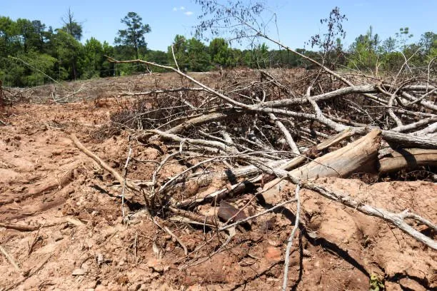 Custom lawn mowing service in Long Beach, MS - Prime Terrain Land clearing