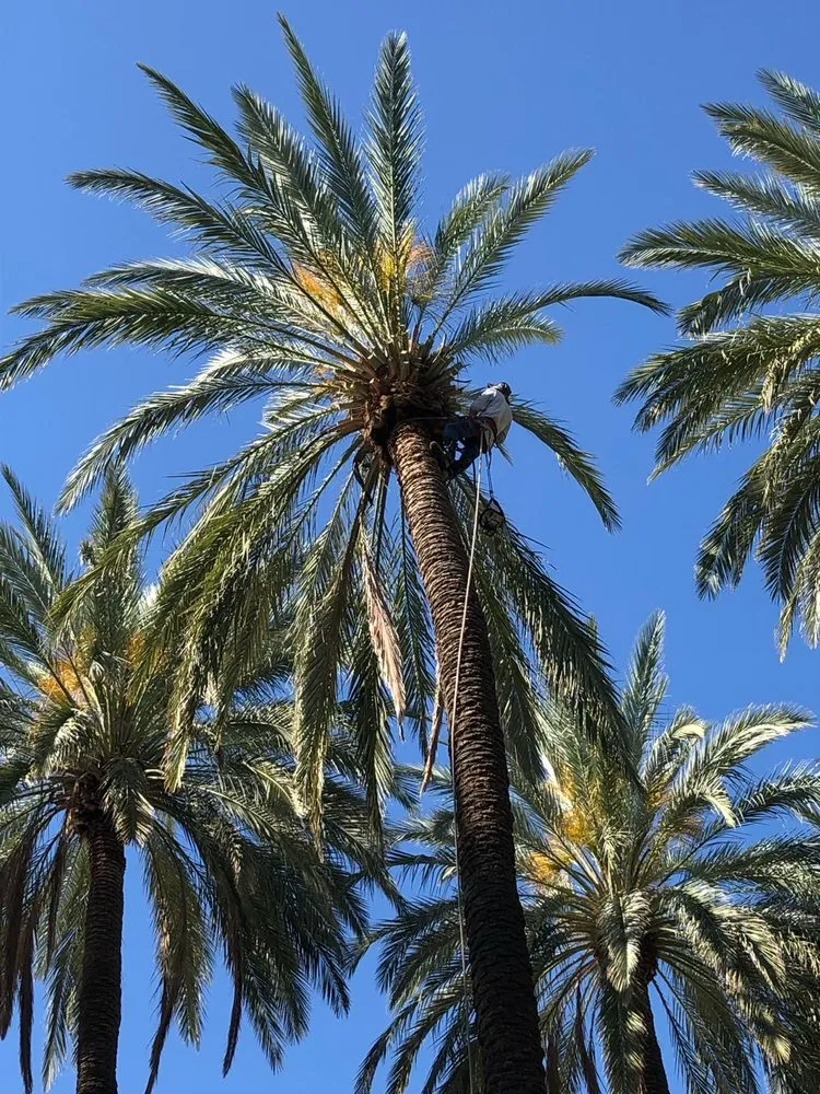 Custom yard maintenance in Cave Creek, AZ - Prime Tree Removal & Trimming