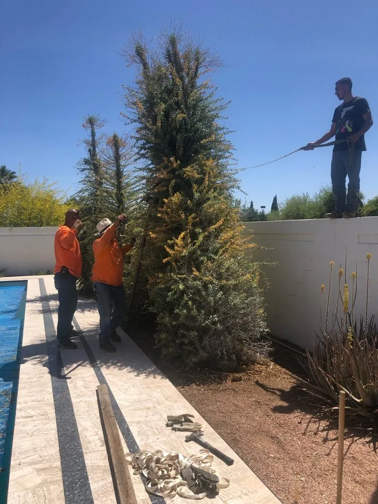 Custom lawn care service experts serving Cave Creek, AZ - Prime Tree Removal & Trimming