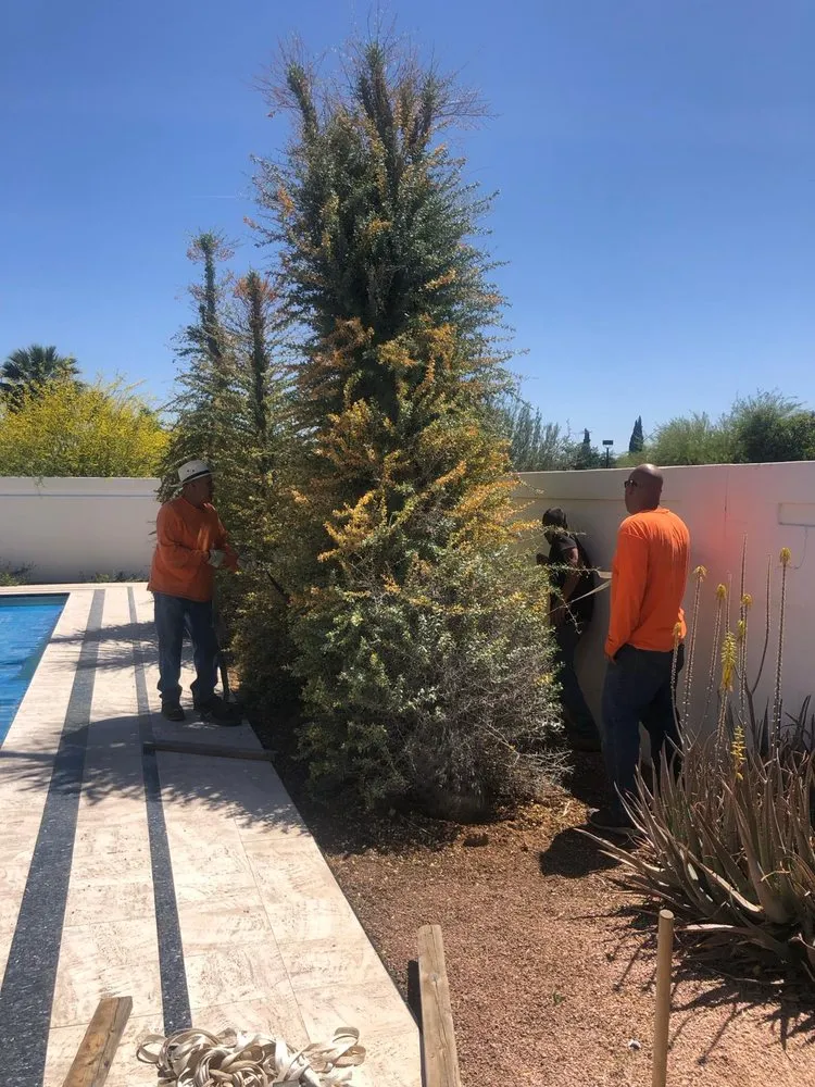 Local residential landscaping for beautiful yards in Cave Creek, AZ by Prime Tree Removal & Trimming