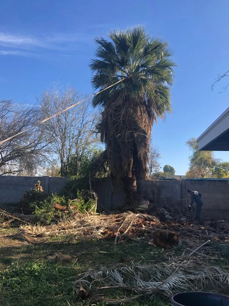 Affordable landscaping services in Cave Creek, AZ by Prime Tree Removal & Trimming