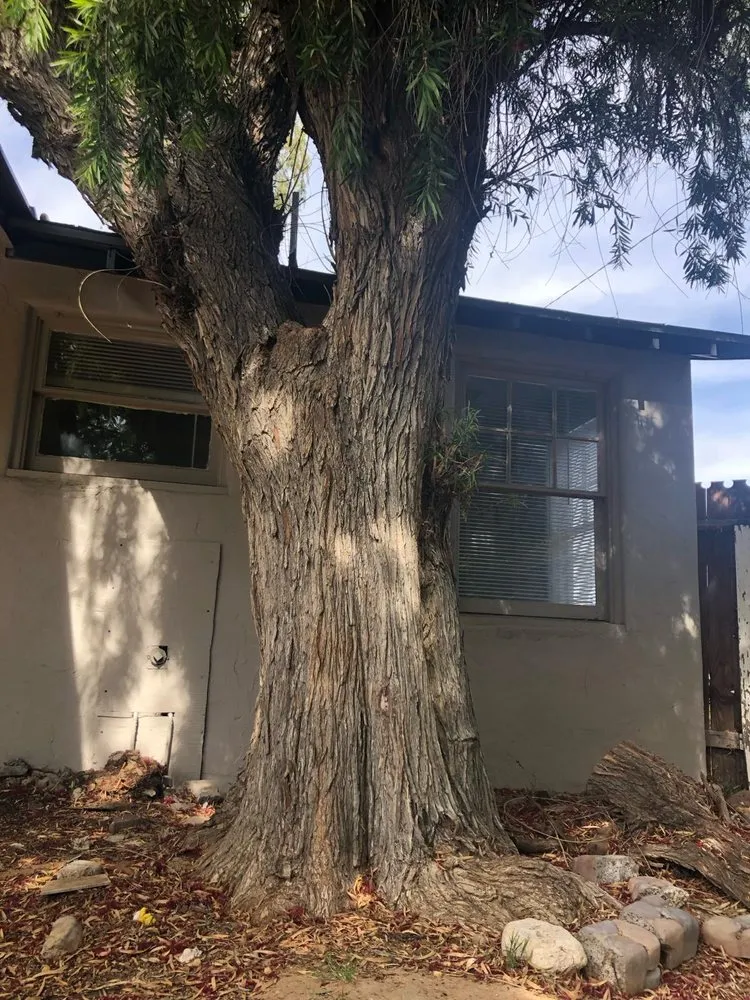 Reliable lawn care service for outdoor upgrades across Cave Creek, AZ - Prime Tree Removal & Trimming
