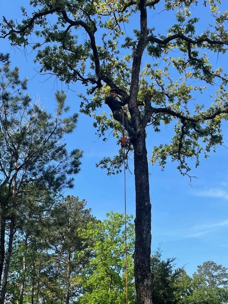 Trusted landscaping services for residential properties across Ramona, CA - Primera Landscaping