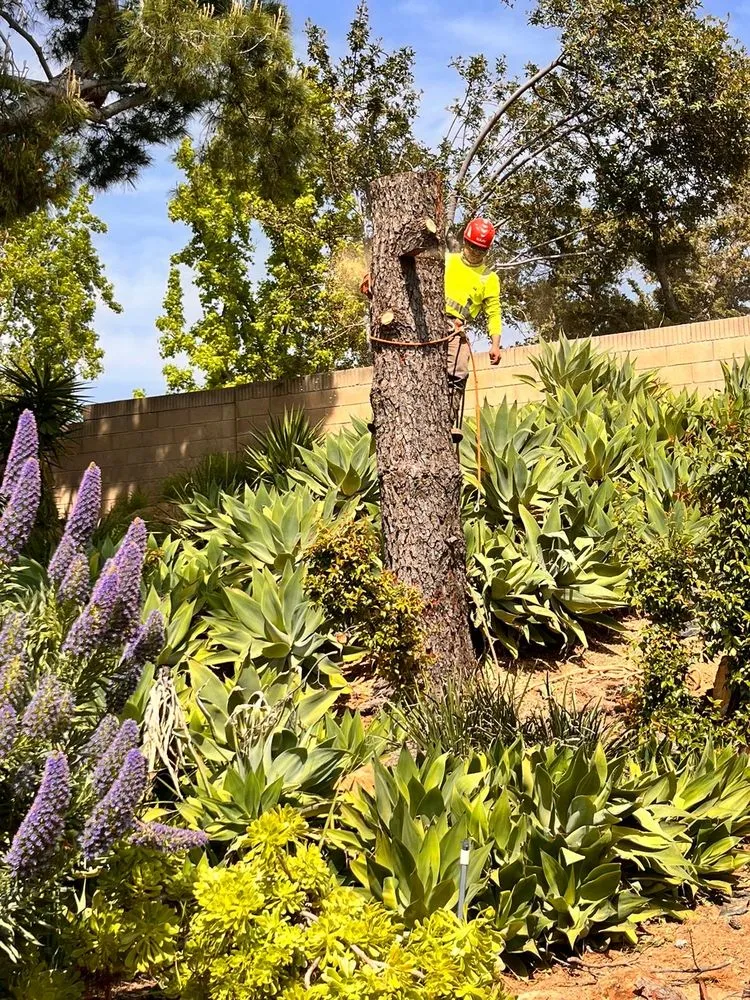 Reliable landscape installation experts serving Ramona, CA - Primera Landscaping