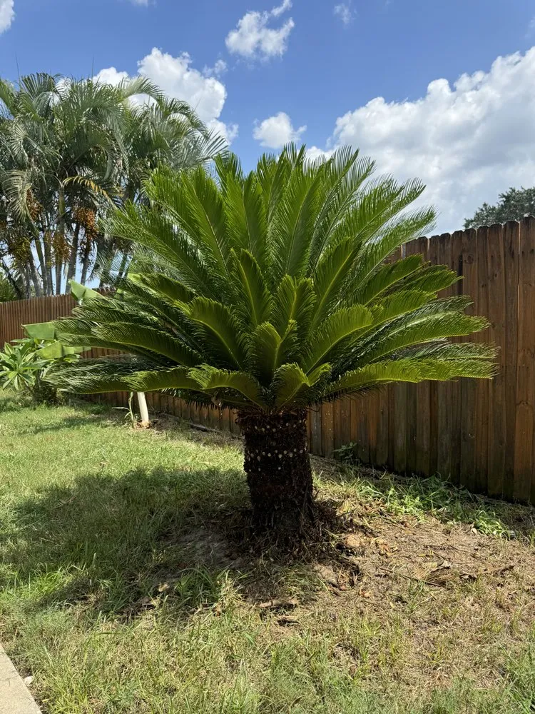 Trusted garden landscaping in Clearwater, FL - Primero Tree Service