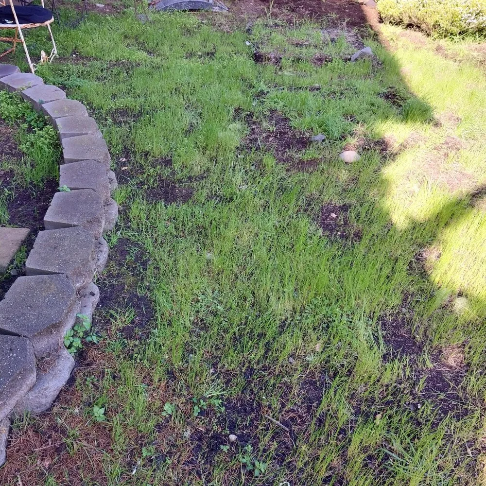 Professional yard cleanup service experts serving San Luis Obispo, CA - PrimeScape Solutions