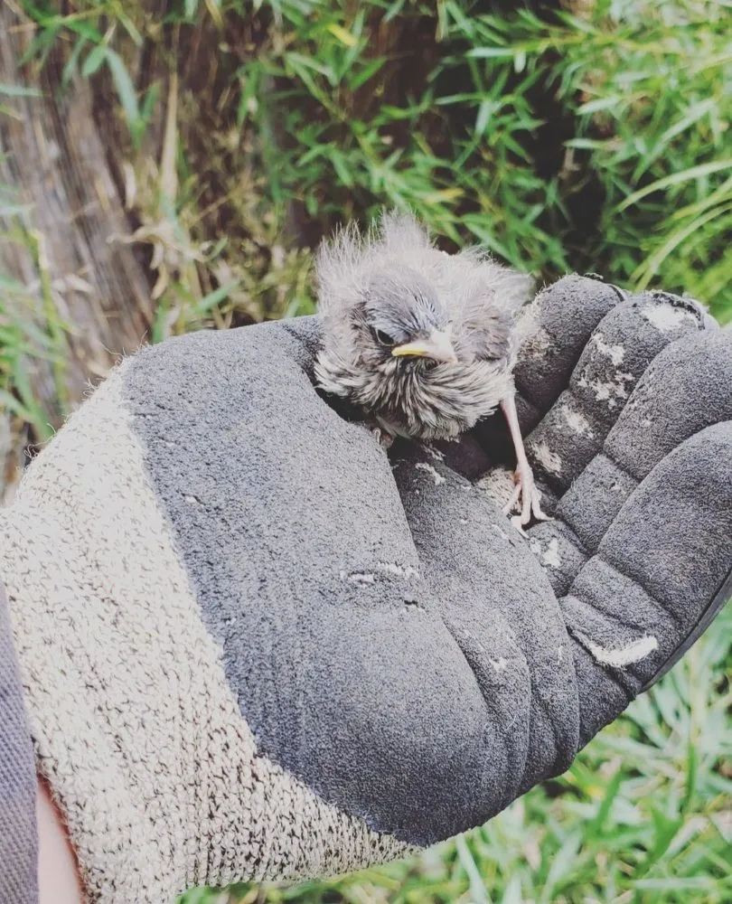 Custom yard maintenance in Portland, OR by Primos Landscaping