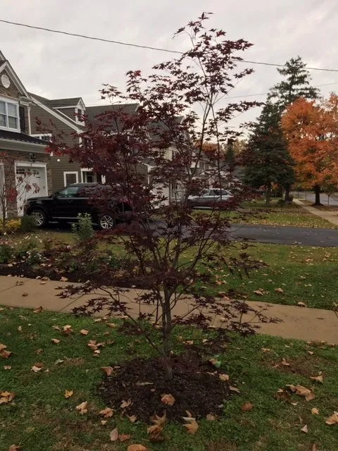 Affordable yard maintenance for year-round maintenance across Princeton, NJ - Princeton Lawn & Landscapes