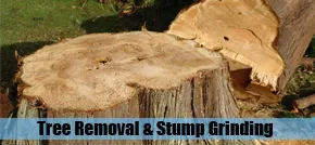 Expert landscape design for homes in Culpeper, VA by Principe Tree Service