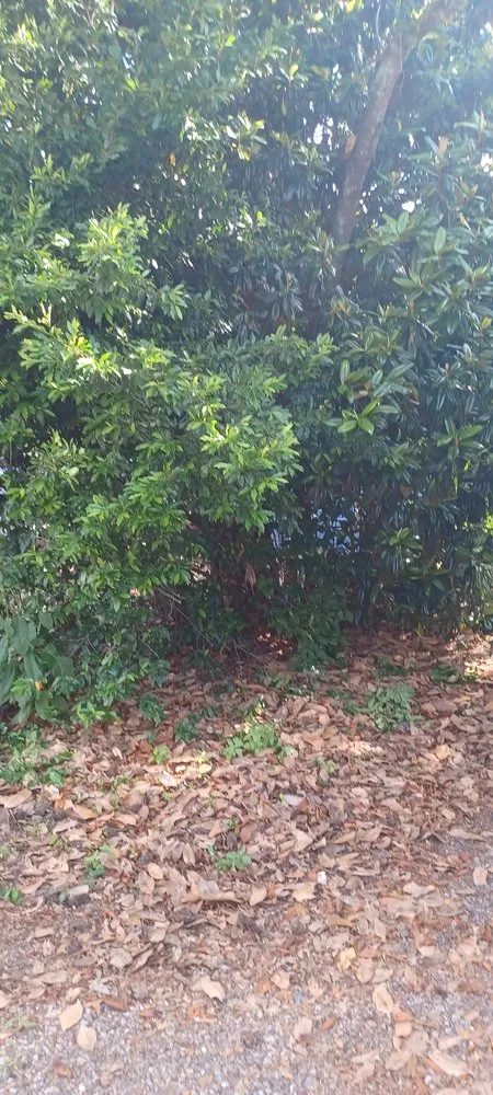 Expert landscaping services in Lexington, SC by Prines Pressure Washing