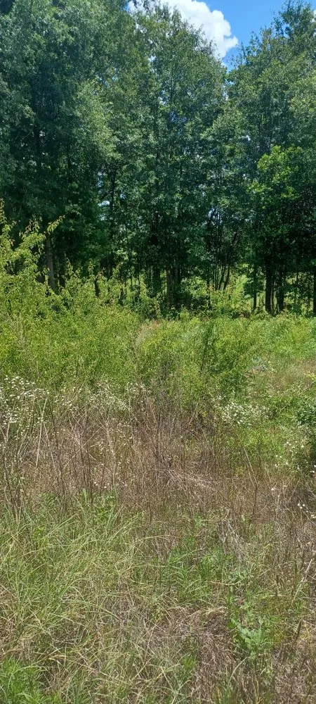 Affordable landscape design for residential properties in Lexington, SC by Prines Pressure Washing