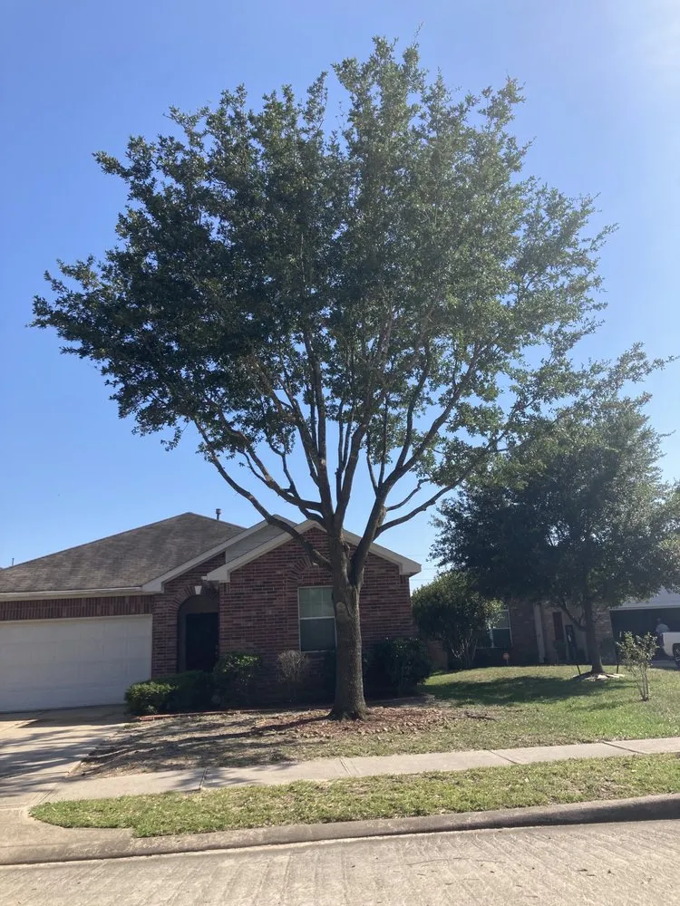 Local lawn care service experts serving Grangerland, TX - Priority Home And Commercial