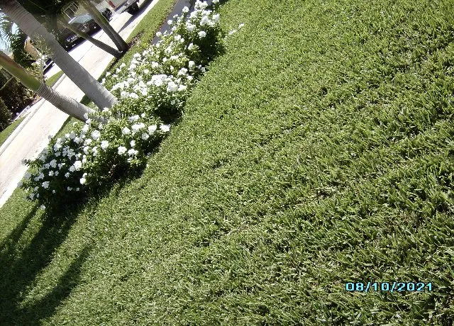 Top-rated lawn care service near you in Riviera Beach, FL by Priority Landscape & Tree Trimming