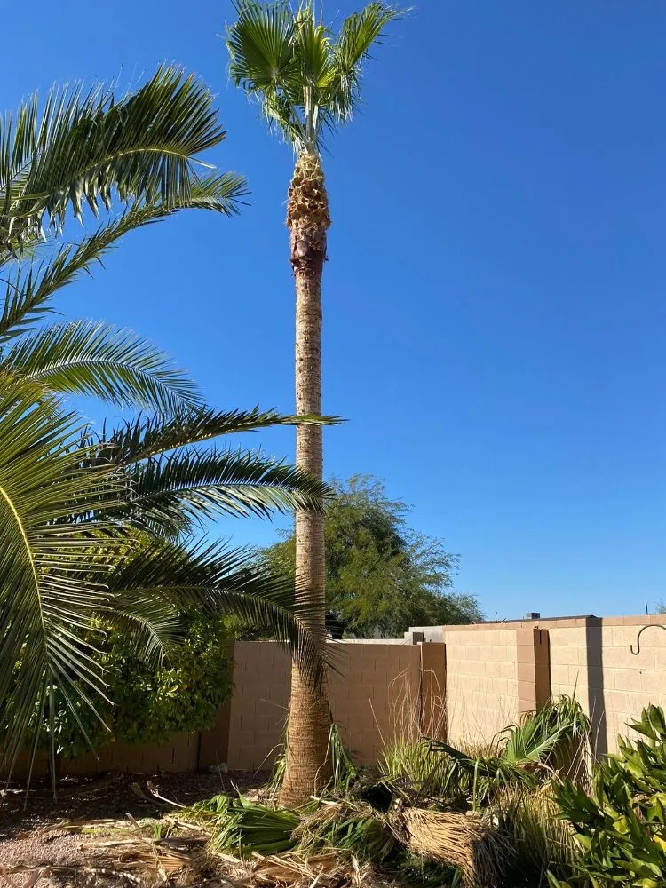 Trusted yard cleanup service for year-round maintenance across Mesa, AZ - Priority Landscaping