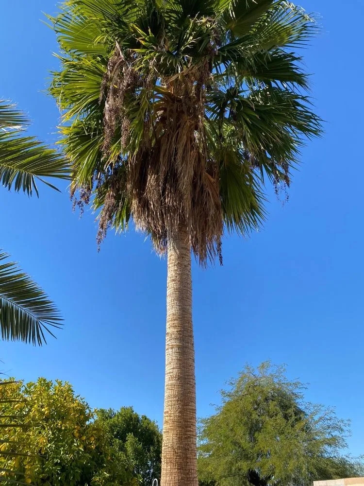 Expert landscape design experts serving Mesa, AZ - Priority Landscaping