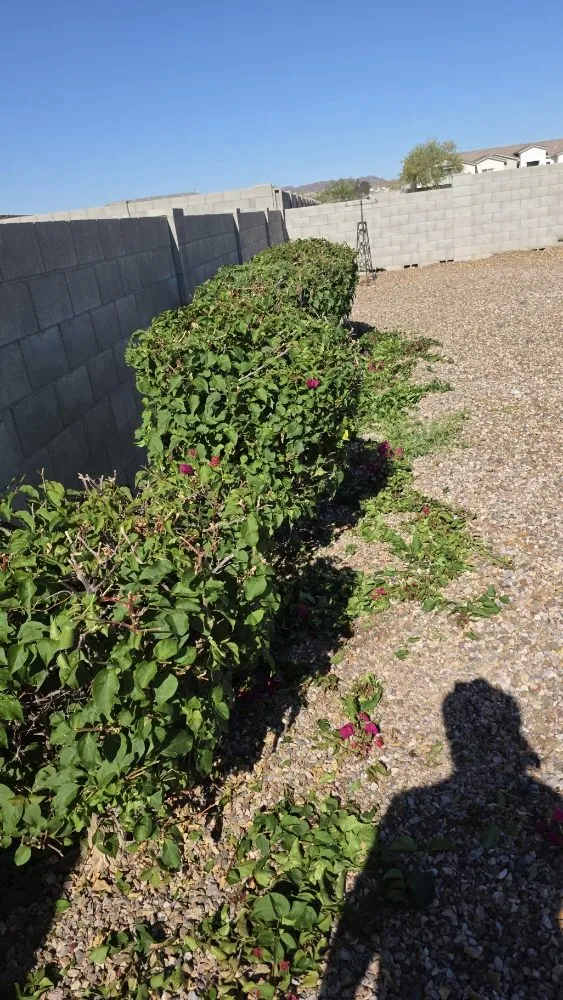 Top-rated lawn mowing service for beautiful yards in Mesa, AZ by Priority Landscaping