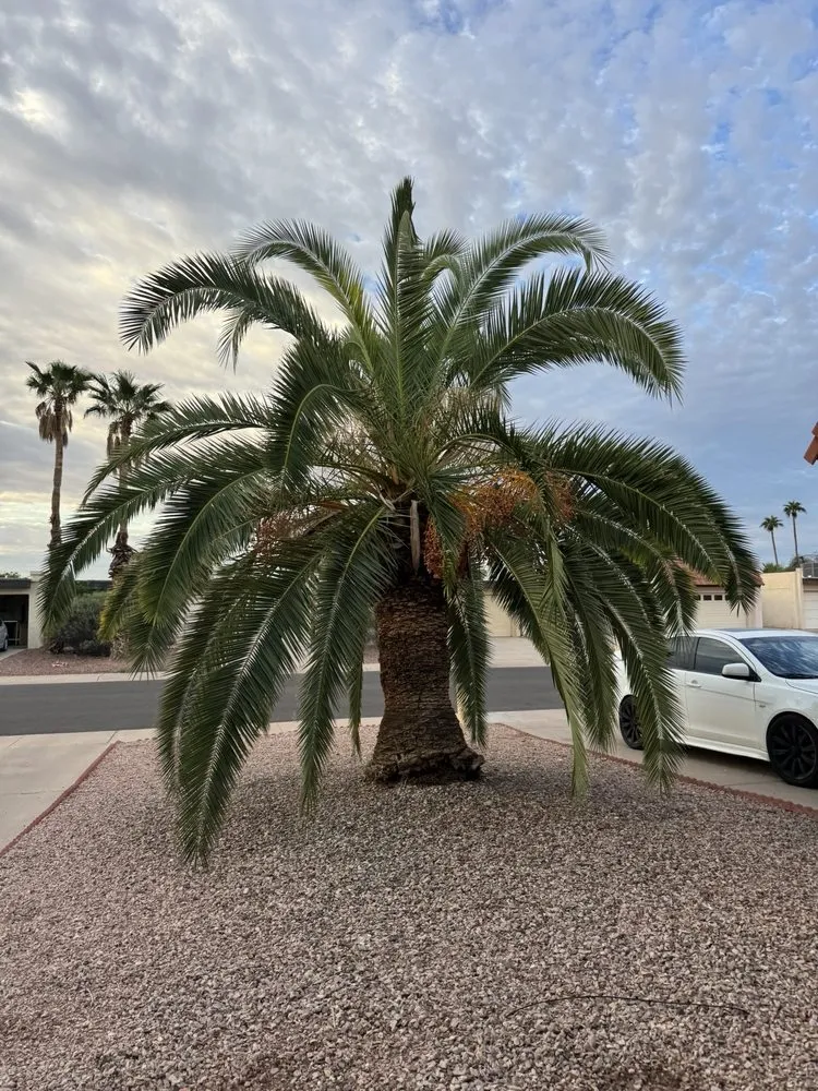 Trusted landscape installation for outdoor upgrades in Mesa, AZ by Priority Landscaping