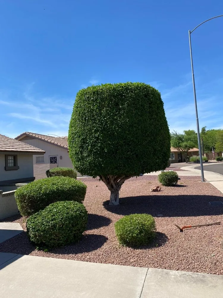 Top-rated lawn mowing service in Mesa, AZ - Priority Landscaping