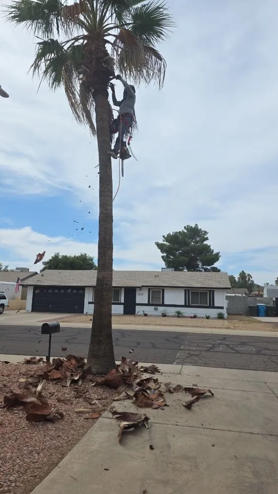 Top-rated yard cleanup service in Mesa, AZ by Priority Landscaping