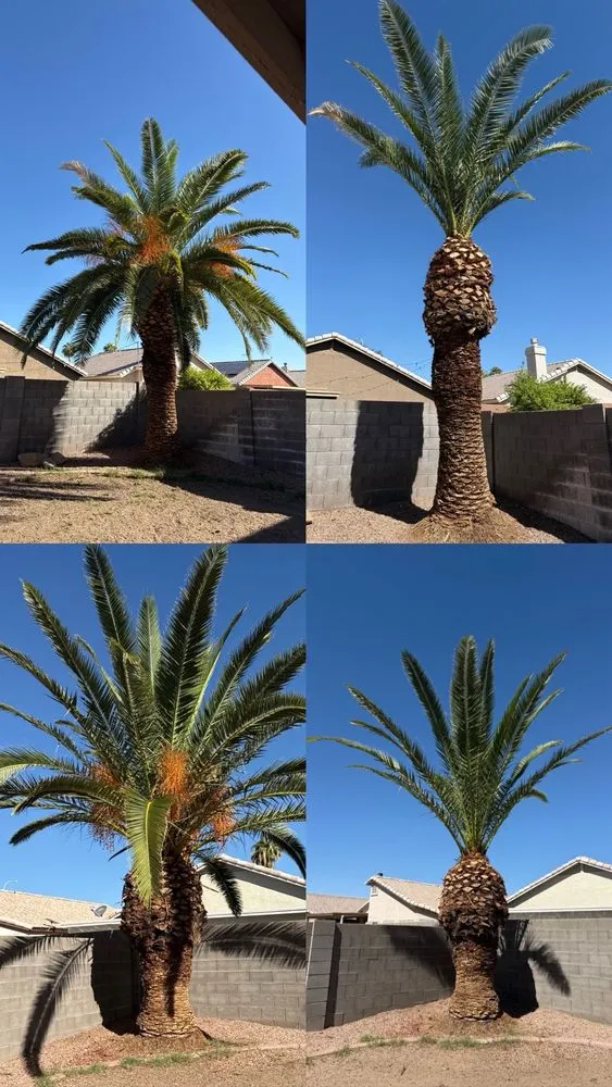 Top-rated lawn care service for homes across Mesa, AZ - Priority Landscaping