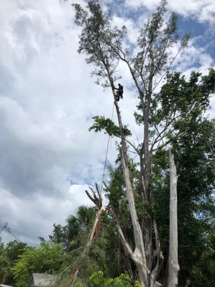 Local lawn care service in Cape Coral, FL by Priority Lawn Care & Tree Service