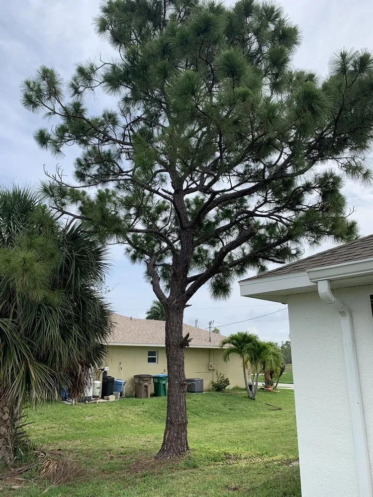 Professional landscape installation experts serving Cape Coral, FL - Priority Lawn Care & Tree Service