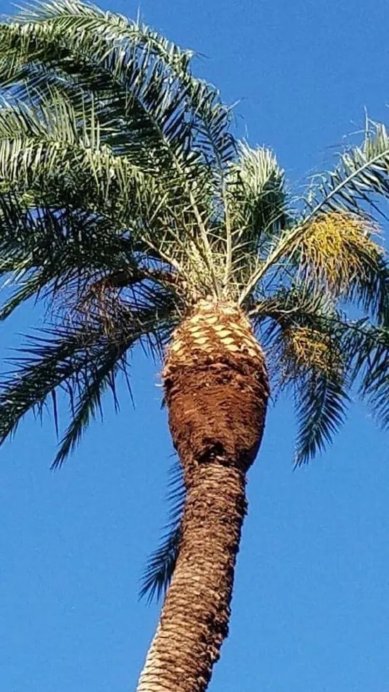 Affordable residential landscaping experts serving Cape Coral, FL - Priority Lawn Care & Tree Service