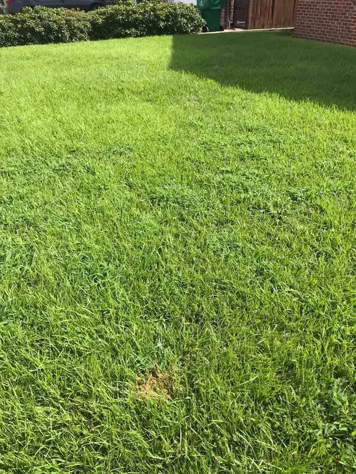 Expert landscaping services in Metairie, LA - Priority Lawncare