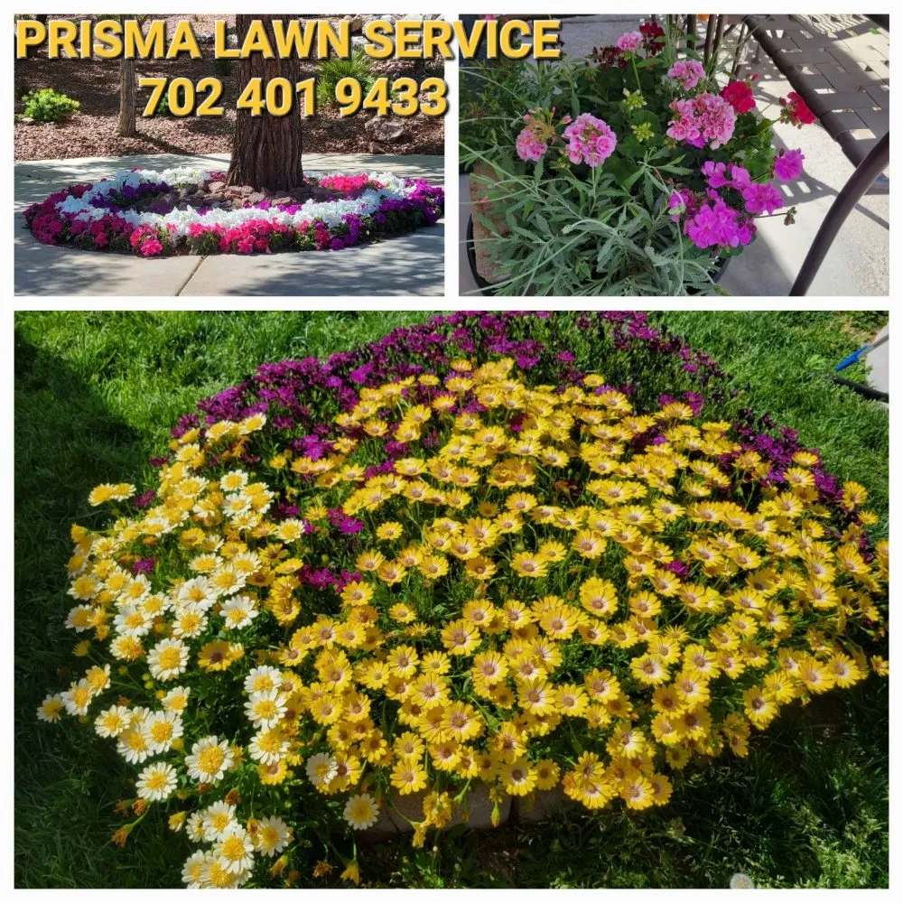 Custom lawn mowing service for homes across North Las Vegas, NV - Prisma Lawn Service