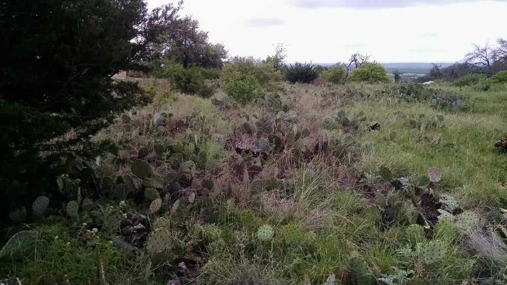 Top-rated yard cleanup service in Bertram, TX - Pristine Clearing