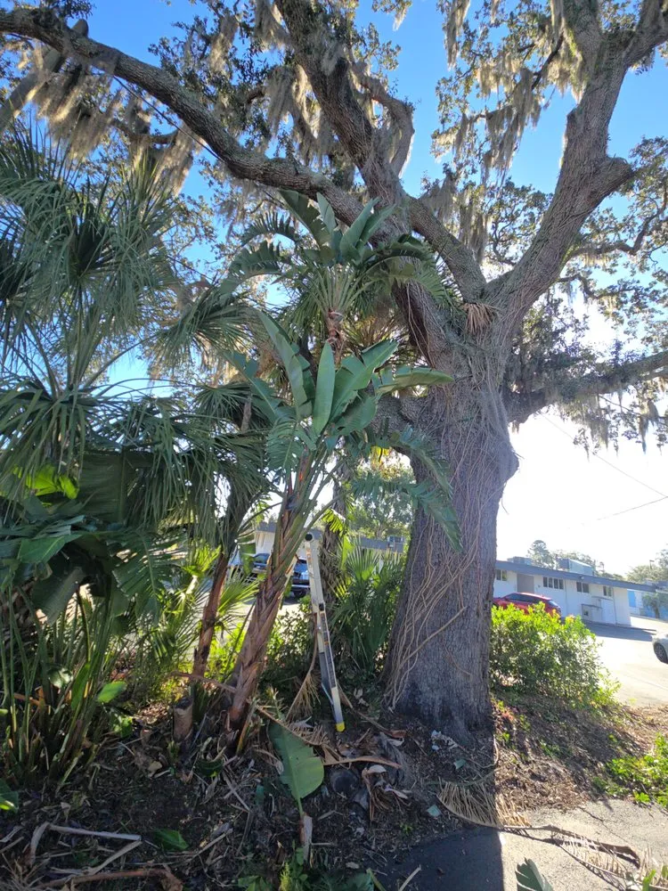 Expert lawn care service experts serving Winter Springs, FL - Pristine Cuts & Care