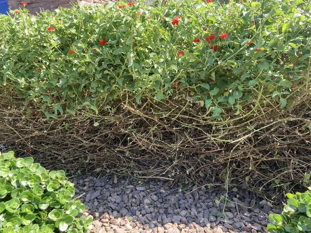 Reliable landscape installation with custom design in Gilbert, AZ by Pristine Green