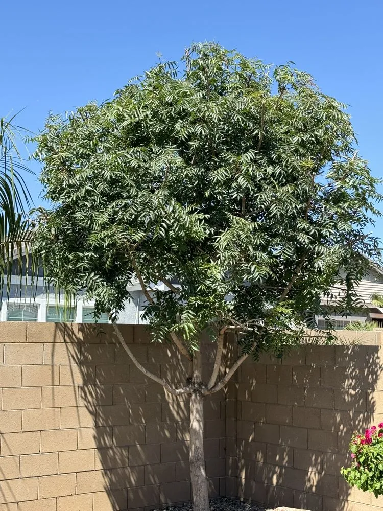 Local lawn care service experts serving Gilbert, AZ - Pristine Green