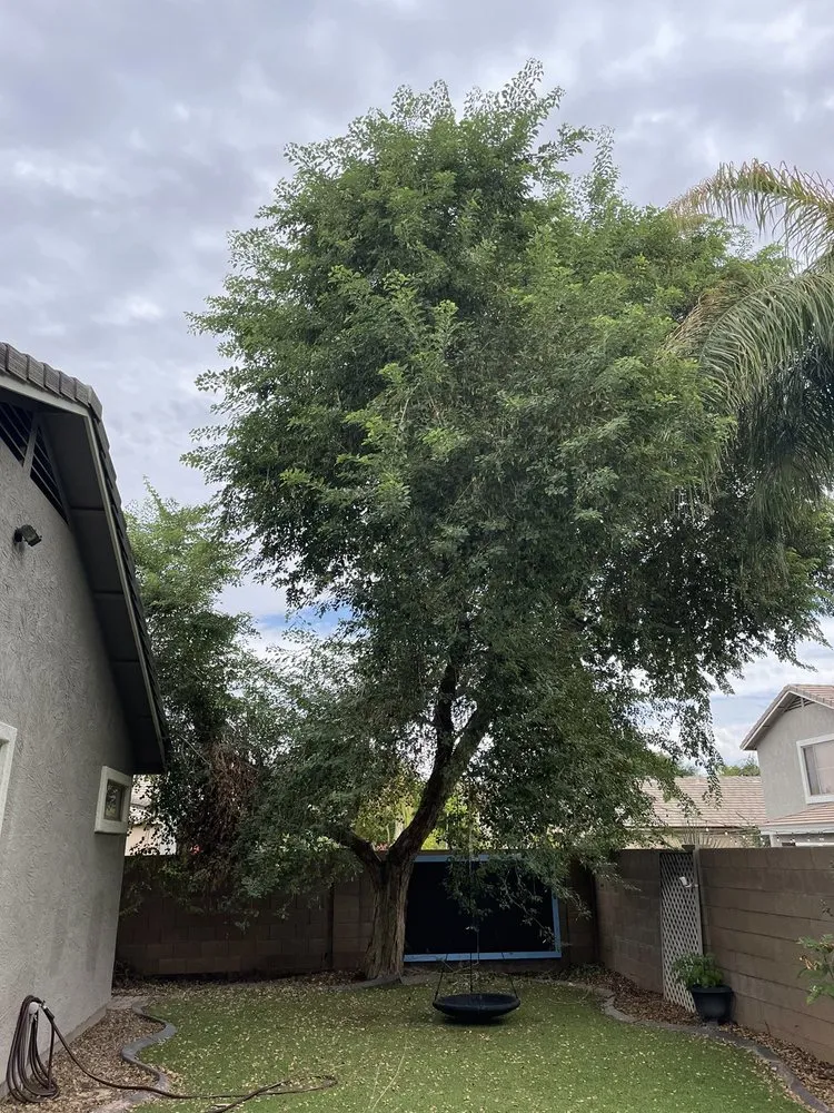 Local landscaping services experts serving Gilbert, AZ - Pristine Green