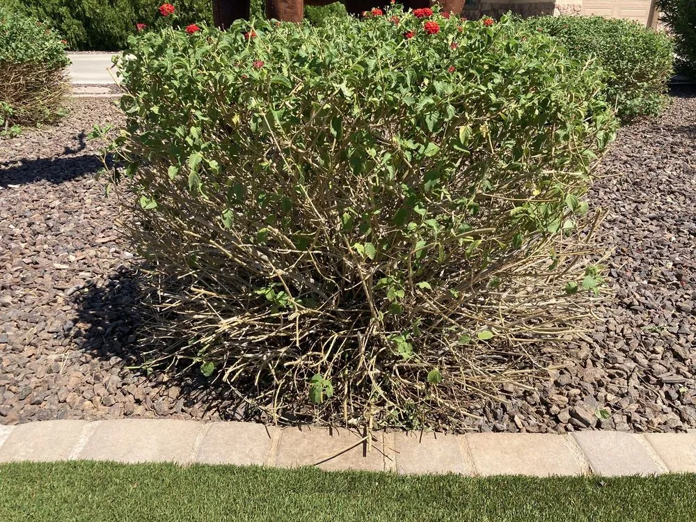 Trusted garden landscaping in Gilbert, AZ - Pristine Green