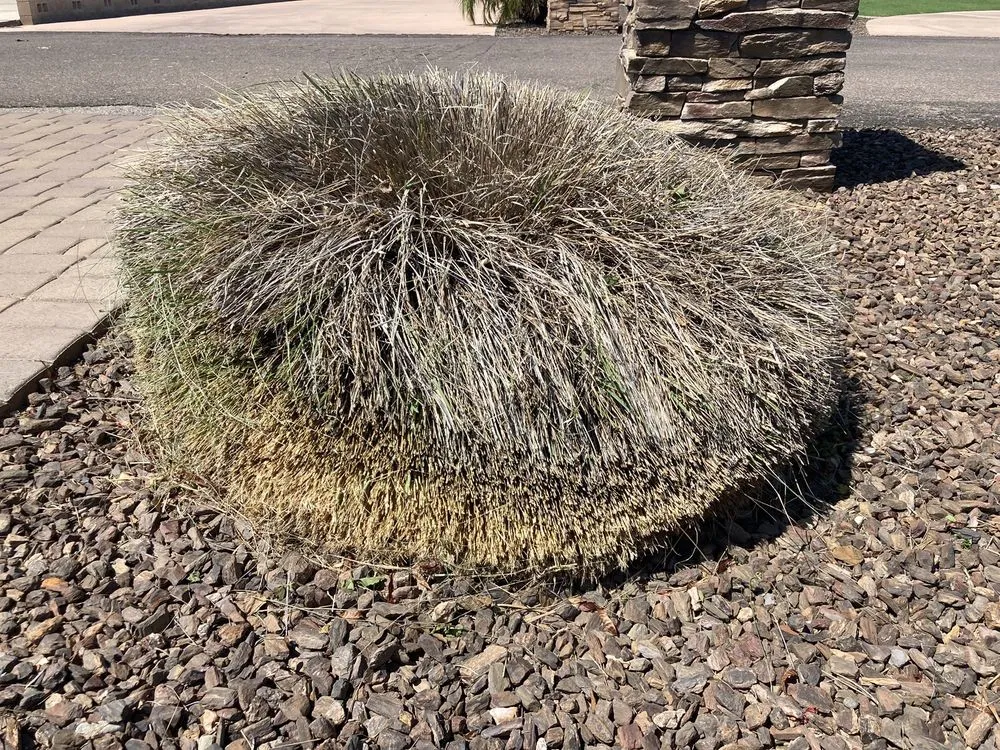 Top-rated garden landscaping in Gilbert, AZ by Pristine Green