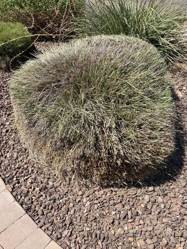 Reliable lawn care service in Gilbert, AZ - Pristine Green