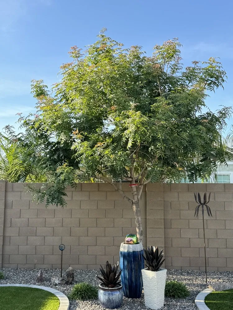 Affordable landscape design experts serving Gilbert, AZ - Pristine Green