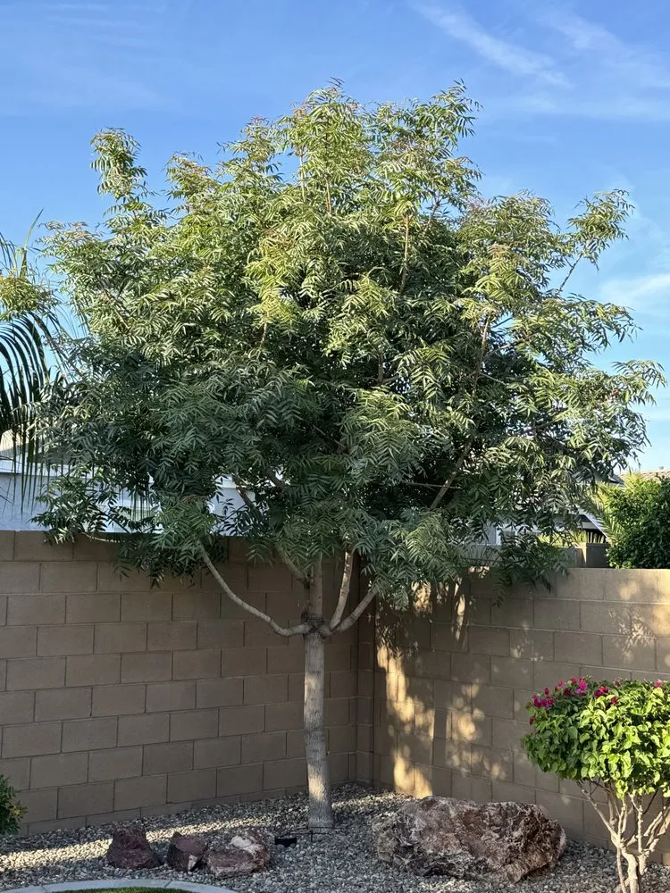 Trusted outdoor landscaping for outdoor upgrades in Gilbert, AZ by Pristine Green