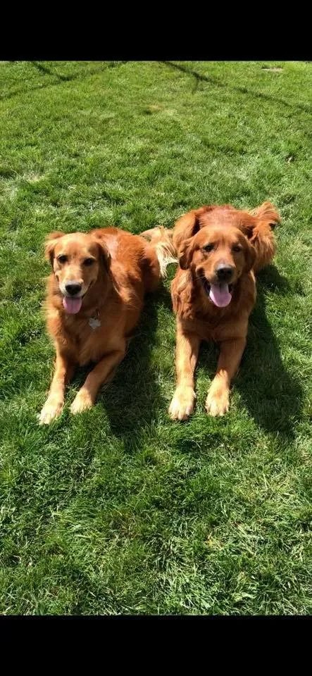 Affordable landscape design in Pocatello, ID - Pristine Green Lawn and Pest