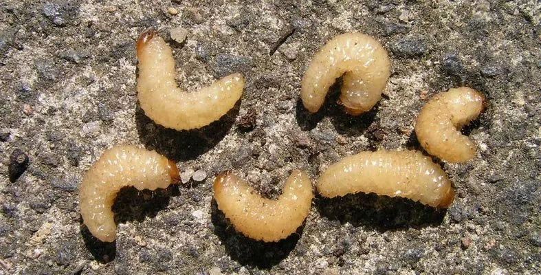 Trusted lawn care service for outdoor upgrades across Pocatello, ID - Pristine Green Lawn and Pest