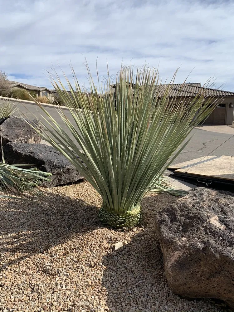 Trusted landscaping services for homes in St. George, UT by Pristine Green