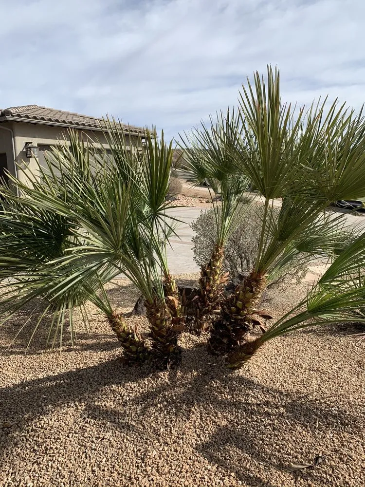 Affordable yard cleanup service for residential properties in St. George, UT by Pristine Green