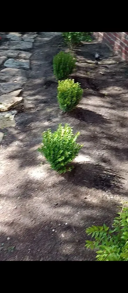 Top-rated landscape installation in St. Louis, MO by Pristine Land Management