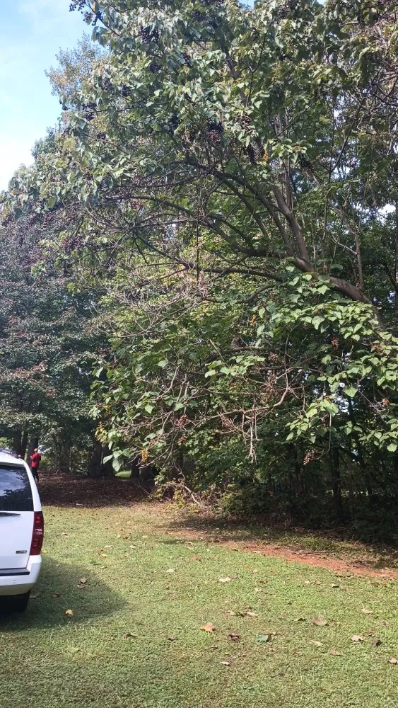 Top-rated landscape installation with custom design in Dillwyn, VA by Pristine Land Worx