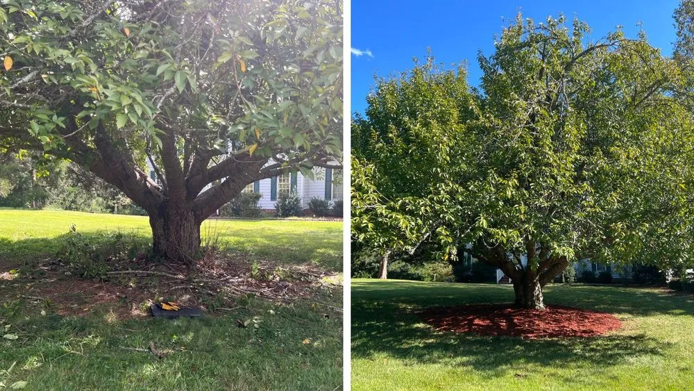 Professional yard maintenance experts serving Durham, NC - Pristine Landscaping