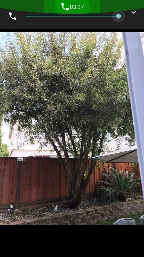 Reliable landscape design for beautiful yards in Livermore, CA by Pristine Lawn Care & Plus